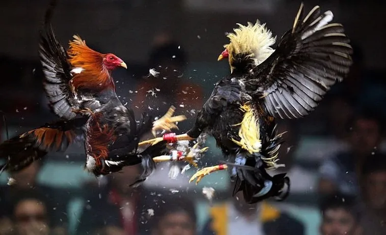 Bí Kíp Chơi Đá Gà Sabong Tại EE88 Trăm Trận Trăm Thắng 1 Bí Kíp Chơi Đá Gà Sabong Tại EE88 Trăm Trận Trăm Thắng