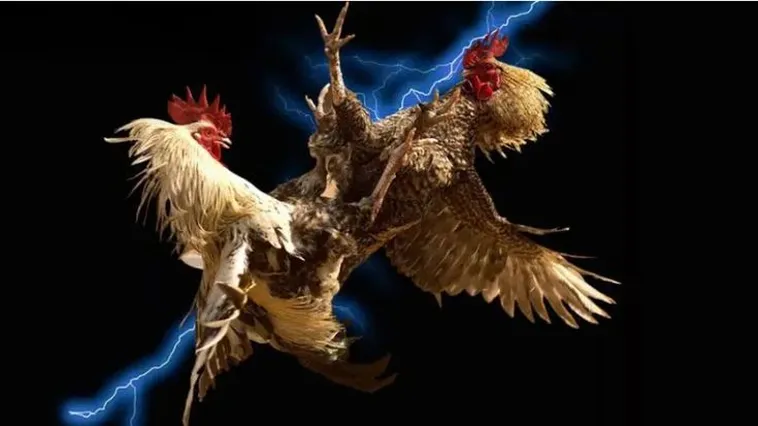 Đá Gà EE88 Đấu Trường Rực Lửa Trải Nghiệm Đỉnh Cao